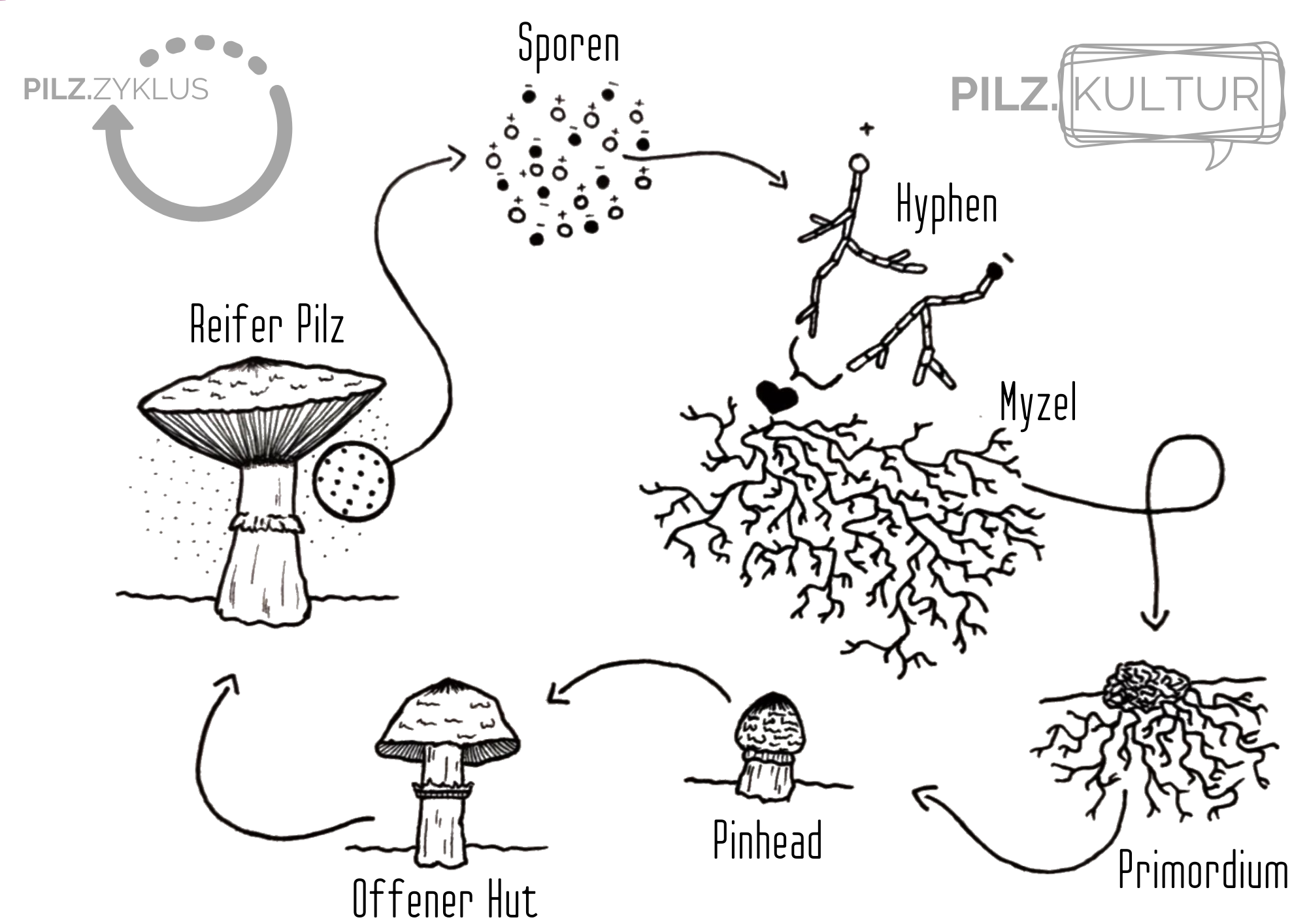 Pilzzyklus Pilz Kultur