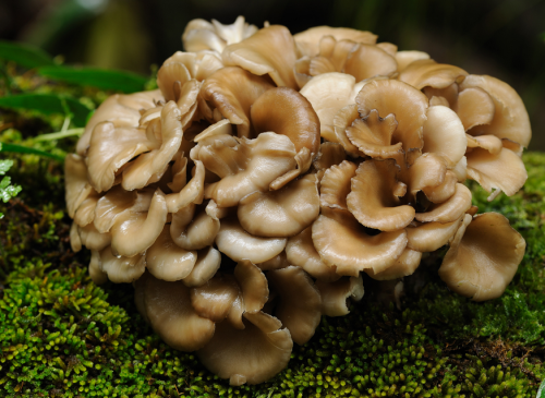 Maitake