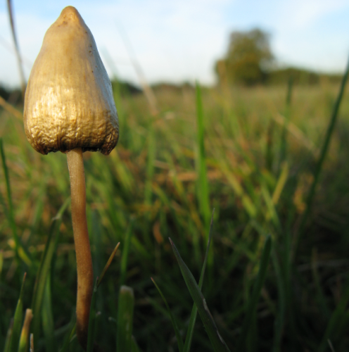 Psilocybinhaltige Pilze