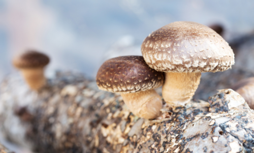 Shiitake