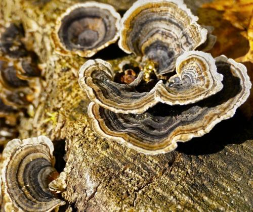 Schmetterlingstramete